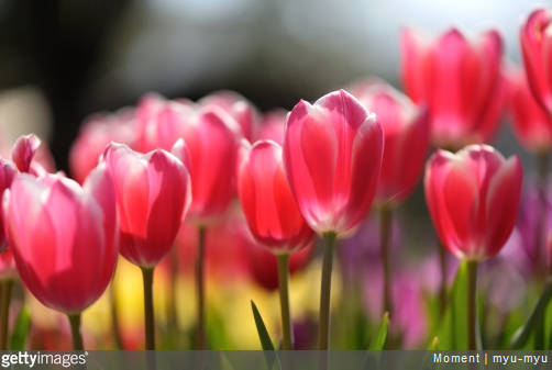 La tulipe peut être une plante toxique pour les chats ou pour les chiens.