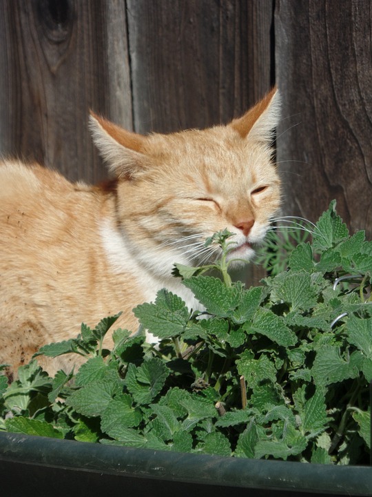 Herbe A Chat Cataire : Les Bienfaits Pour Votre Chat Et Vous