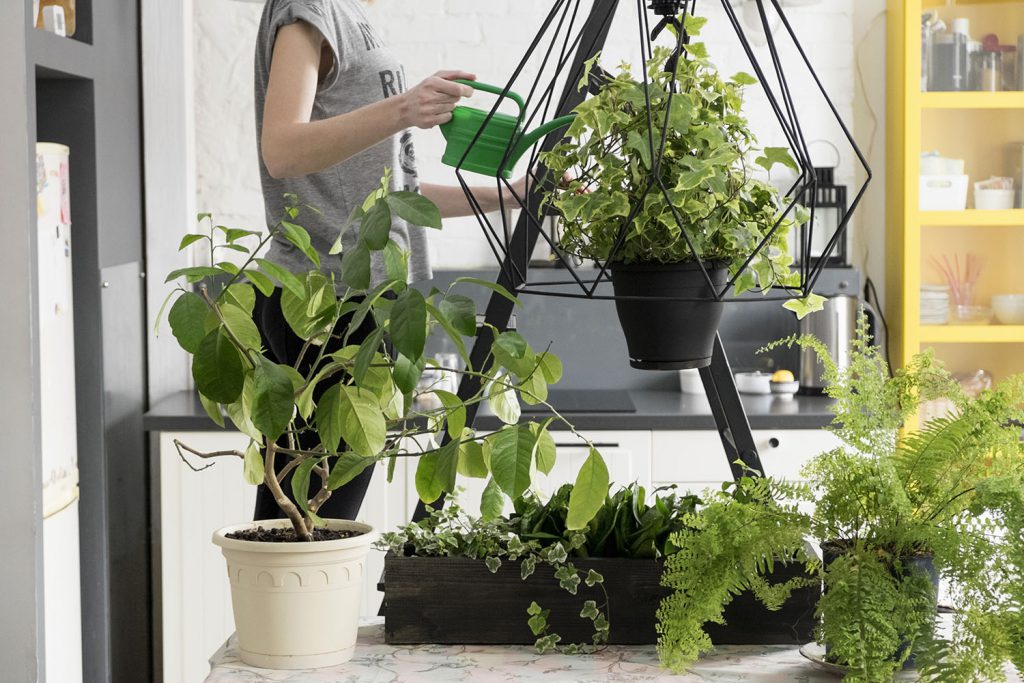 Jeune femme en train d'arroser ses plantes d'intérieur