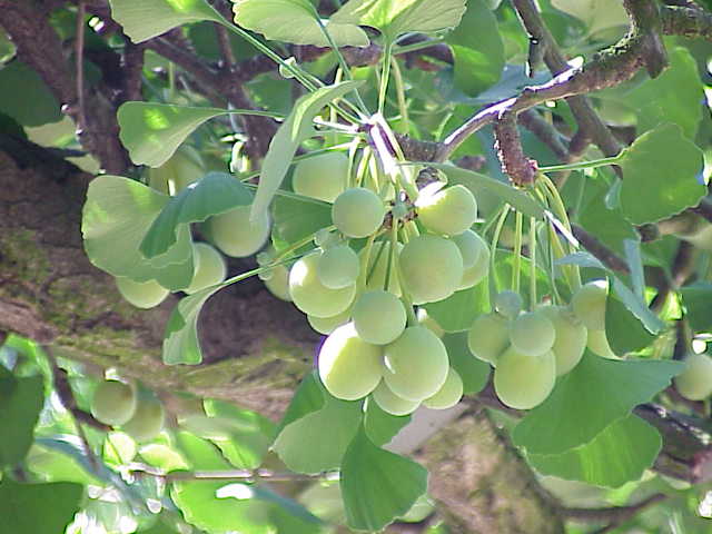 Bienfaits du GINKGO BILOBA