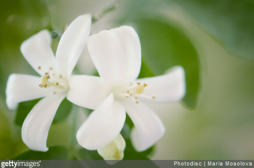 Quels sont les bienfaits du jasmin ?