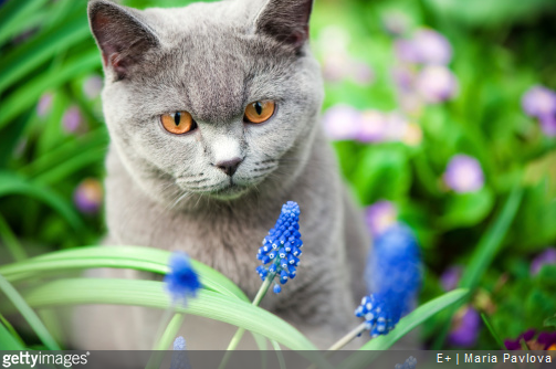 Chat et chien : quelles sont les plantes toxiques pour eux ?