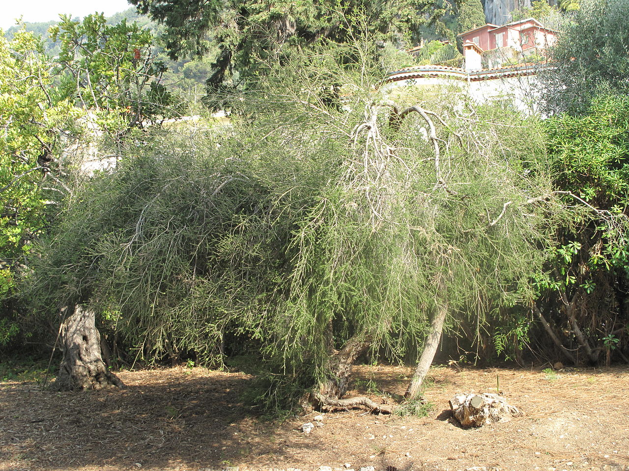 Photo d'un arbre à thé, aussi appelé melaleuca alternifolia