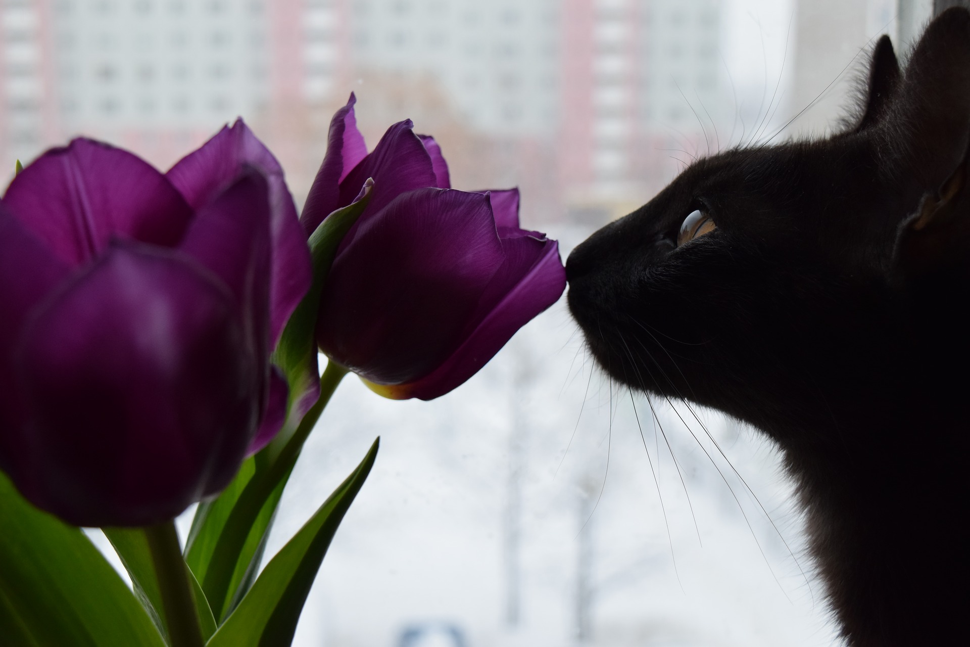 Chat noir qui renifle une tulipe violette